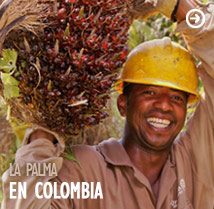La palma en Colombia