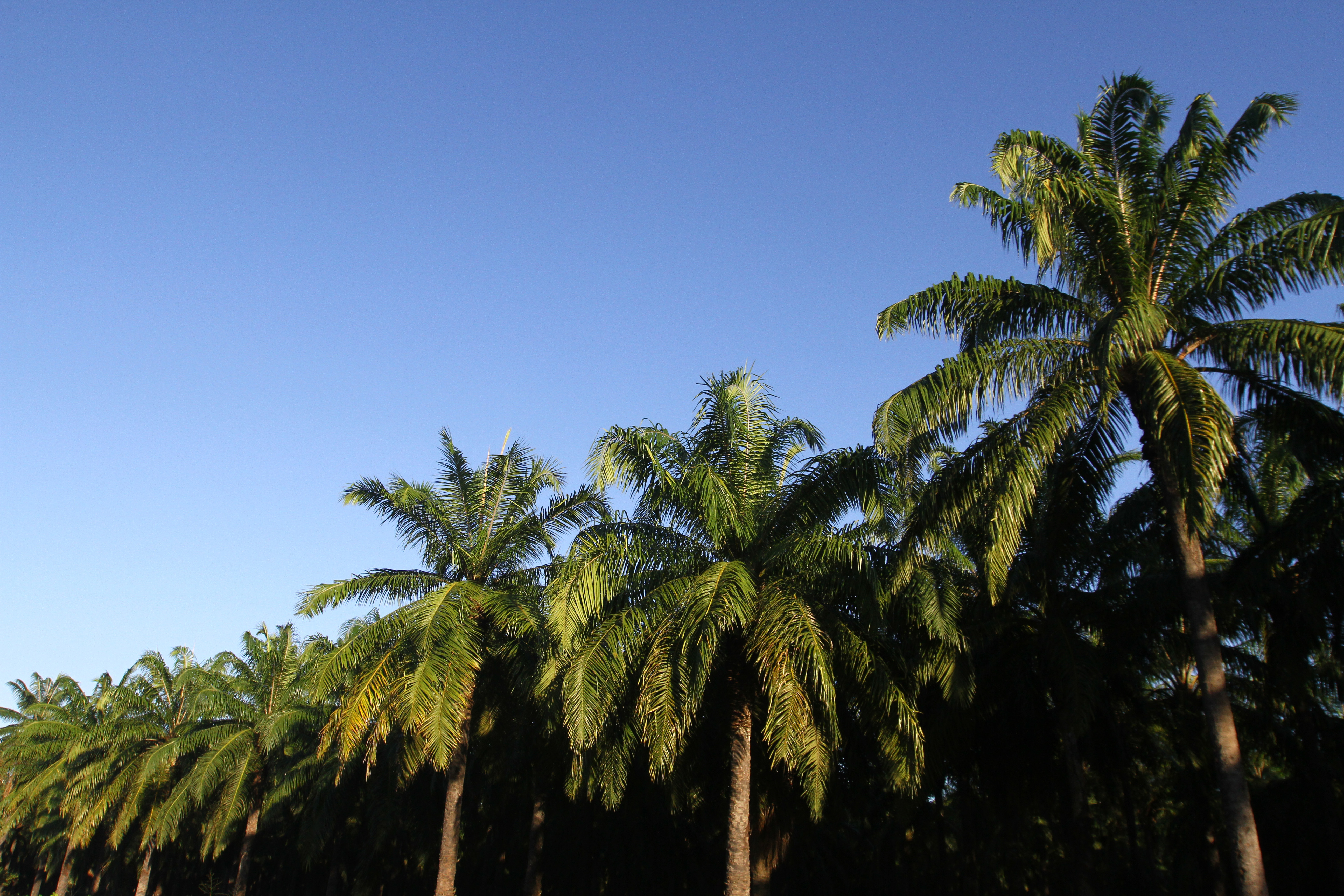 El Roble_El Retén_Magdalena-ProgramaAcompañamientoAgroempresarialReinsertados_2895