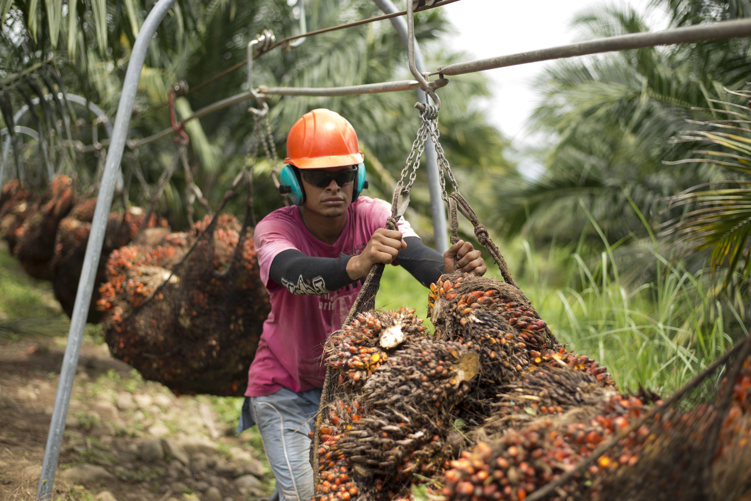 Obrero con casco de seguridad naranja y gafas de sol, transportando grandes racimos de frutos de palma de aceite