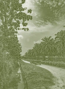 Foto de una plantación de palma de aceite con filtro verde