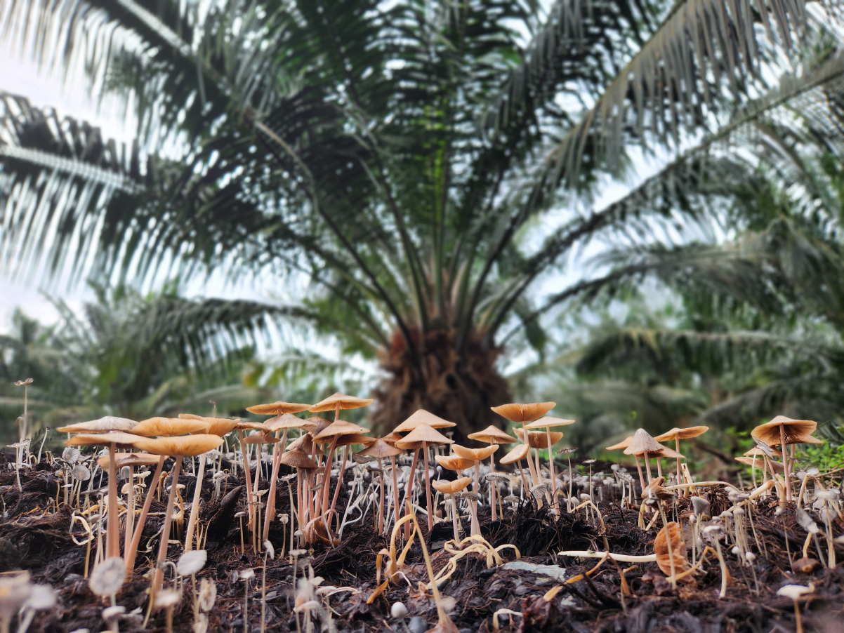 grupo de pequeños hongos o setas de color beige y café claro creciendo sobre tierra oscura