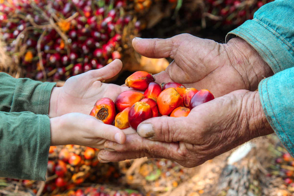 Manos de dos generaciones, un adulto mayor y un joven, comparten una pequeña cantidad de frutos de palma de aceite de color rojo intenso y naranja, simbolizando la transferencia de la cosecha o el conocimiento.