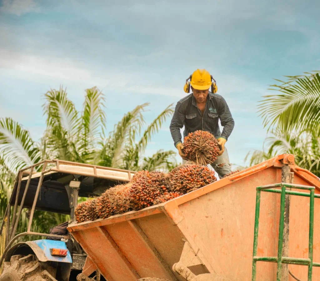 En octubre 2024, la producción de aceite de palma tuvo un repunte por encima de lo observado en los últimos meses