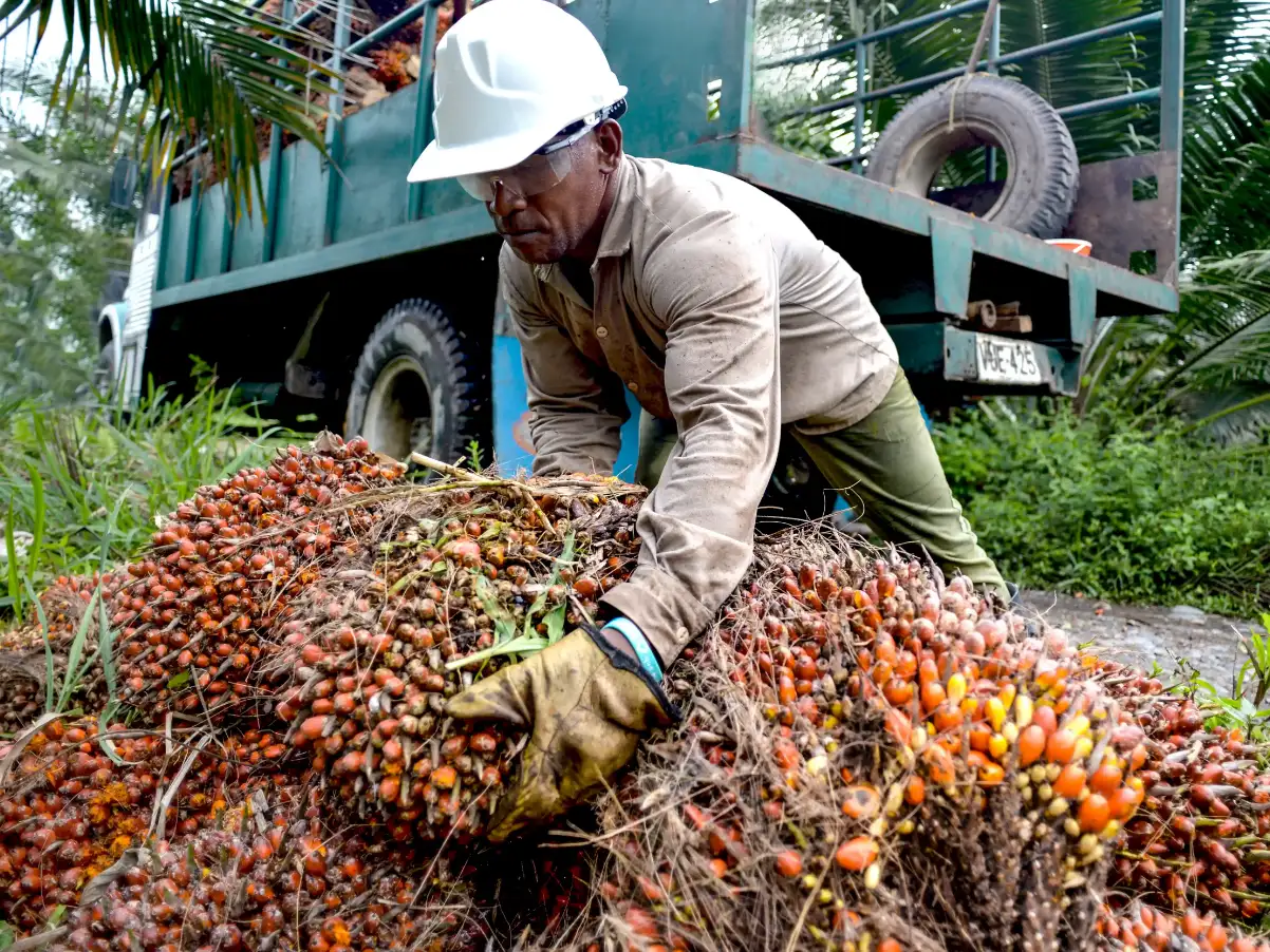 Trabajador con casco blanco y guantes recogiendo racimos de frutos de palma