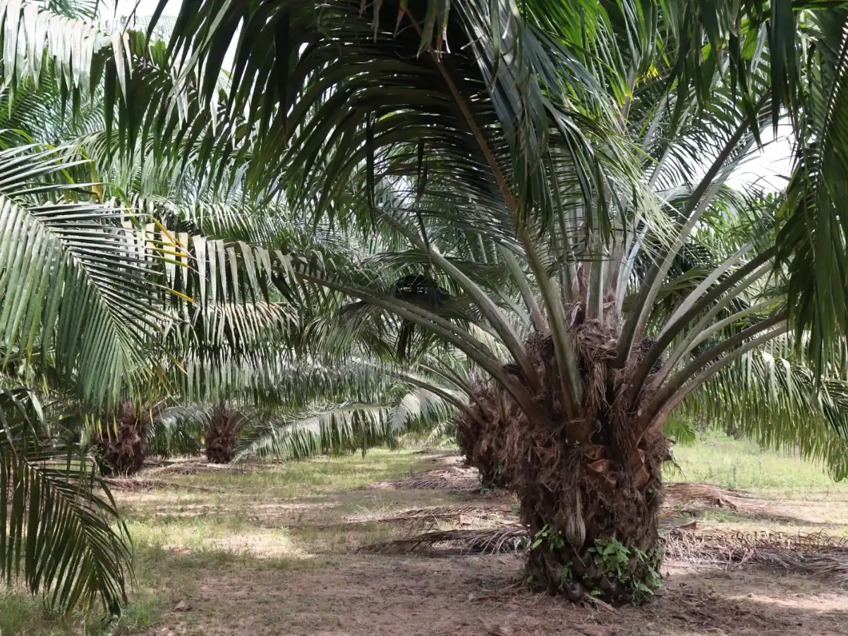 Vista a nivel del suelo de hileras de palmas de aceite jóvenes