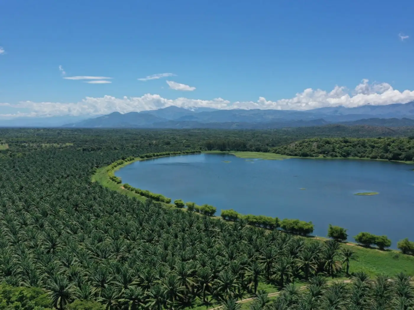 Vista aérea de un vasto campo de palmas de aceite que bordea una gran laguna o cuerpo de agua azul, con montañas en el horizonte bajo un cielo despejado.