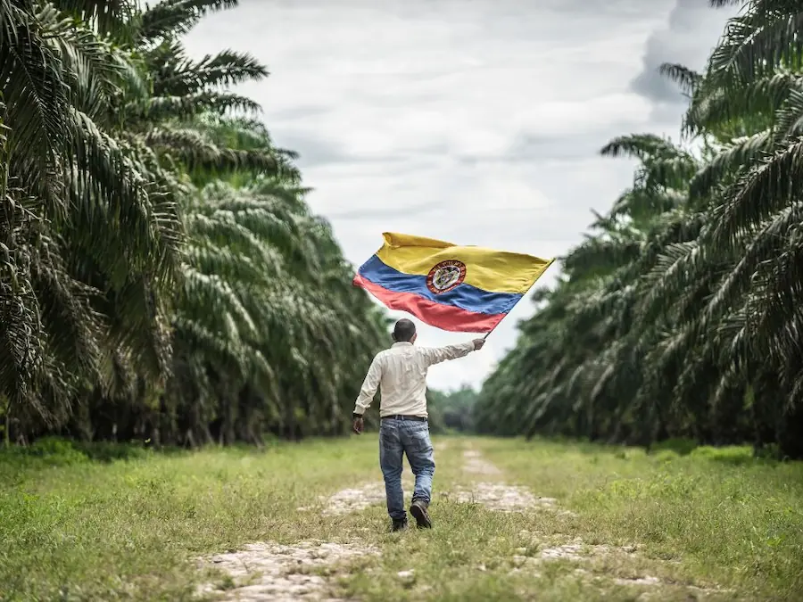 Regiones donde se cultiva palma de aceite en Colombia