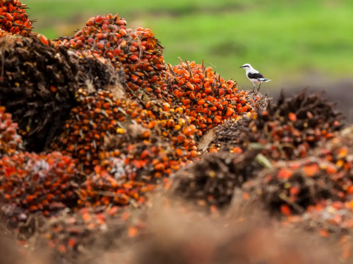 Racimos de frutos de palma de aceite rojos y anaranjados, con un pájaro blanco y negro posado en la cima.