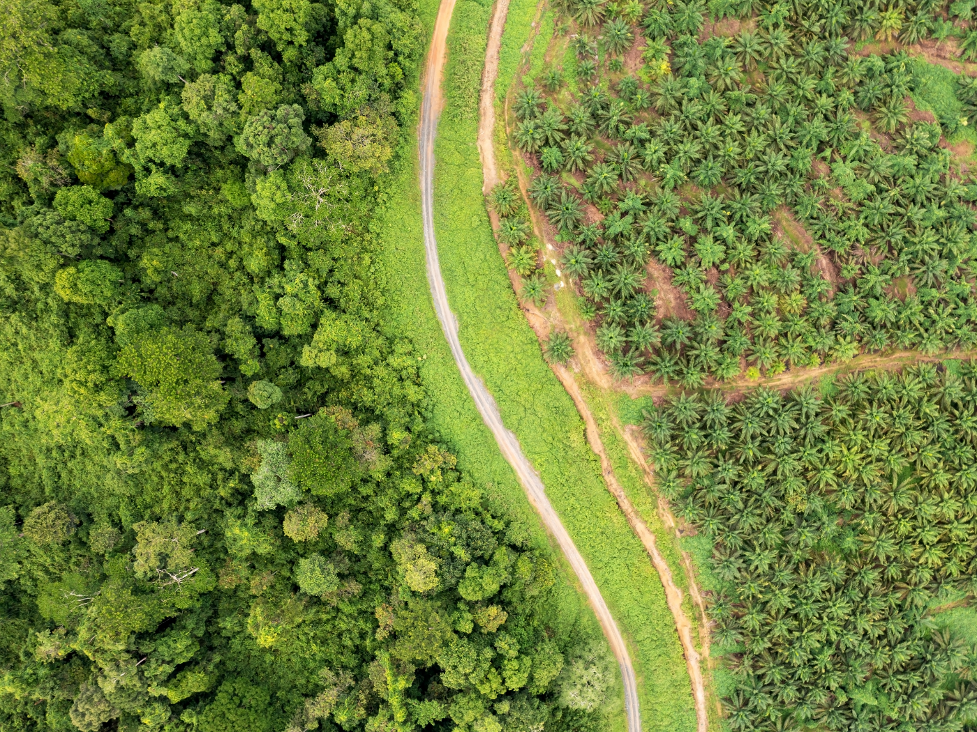 Vista aérea de un camino de tierra que separa un denso bosque natural a la izquierda de una plantación uniforme de palma de aceite a la derecha.