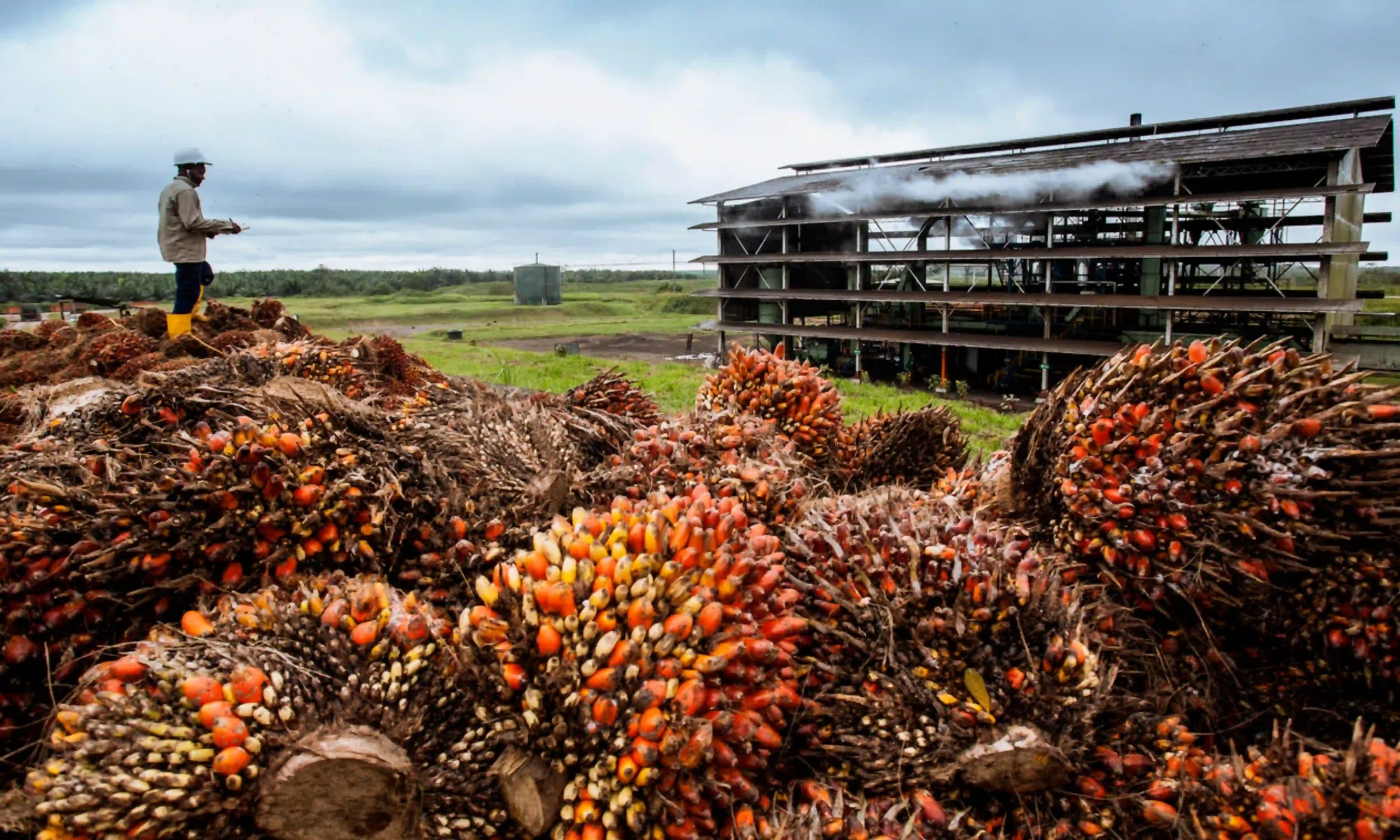 Primer plano de un gran cúmulo de racimos de frutos de palma de aceite cosechados