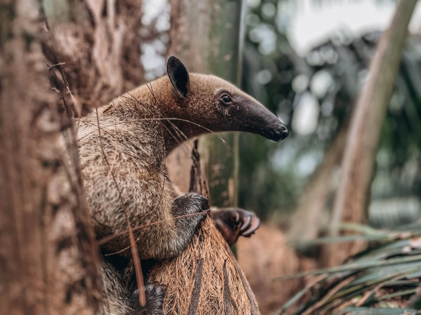 Primer plano de un oso hormiguero (Tamandúa) de pelaje marrón, aferrándose a un tronco o corteza de árbol.