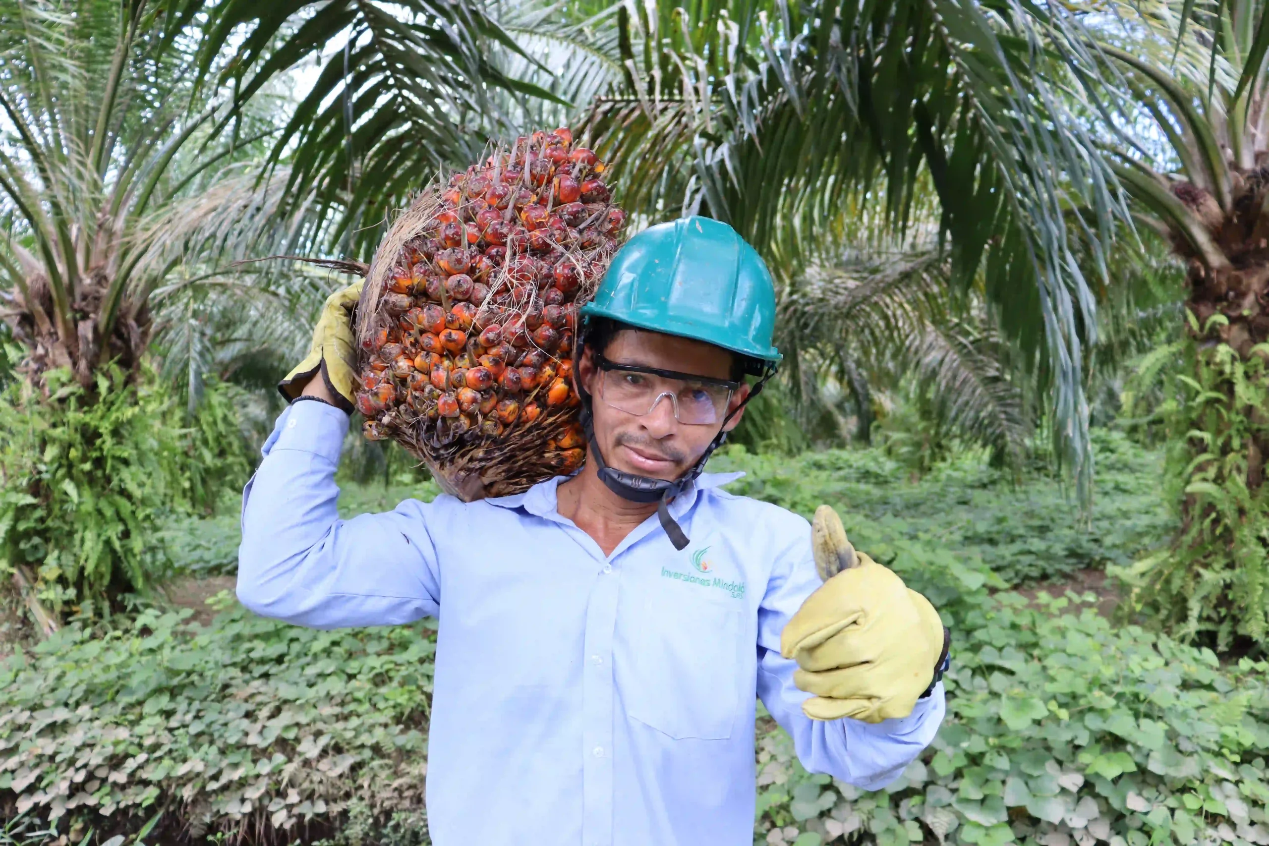 Trabajador con casco y guantes, cargando un gran racimo de frutos de palma de aceite sobre su hombro