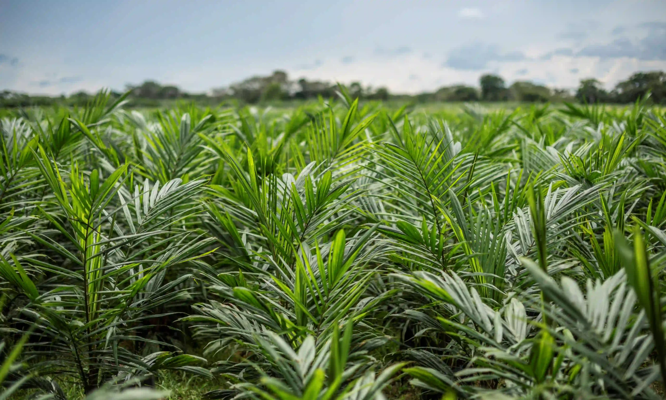 Vista de cerca de un campo de plántulas o palmas de aceite jóvenes con hojas verdes y frondosas.