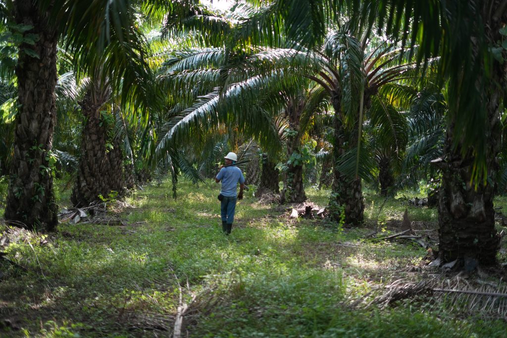 Cultivo de palma, con trabajador