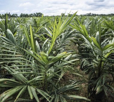 Campo de plántulas jóvenes de palma de aceite