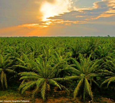 Cultivo de palma de aceite