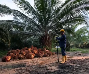 FOTO DOCUSERIE 1 EN EL CULTIVO